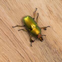 Green and bronze beetle on bark, dorsal view.