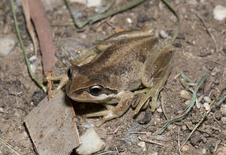 Brown frog on dirt and leaf litter.