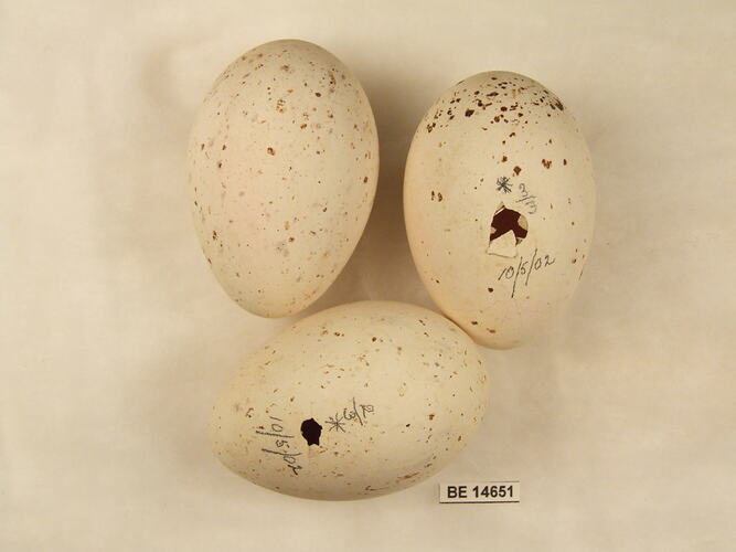 Three bird eggs with specimen label.
