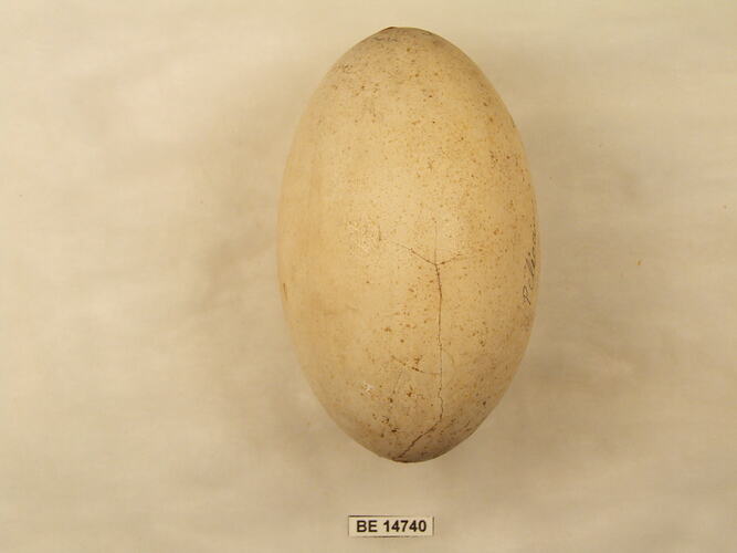Bird egg with specimen label.