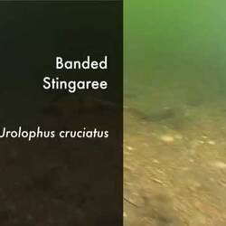Silent footage of the Banded Stingaree, <em>Urolophus cruciatus</em>.