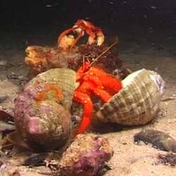 Silent footage of the Stridulating Hermit Crab, <em>Strigopagurus strigimanus</em>.