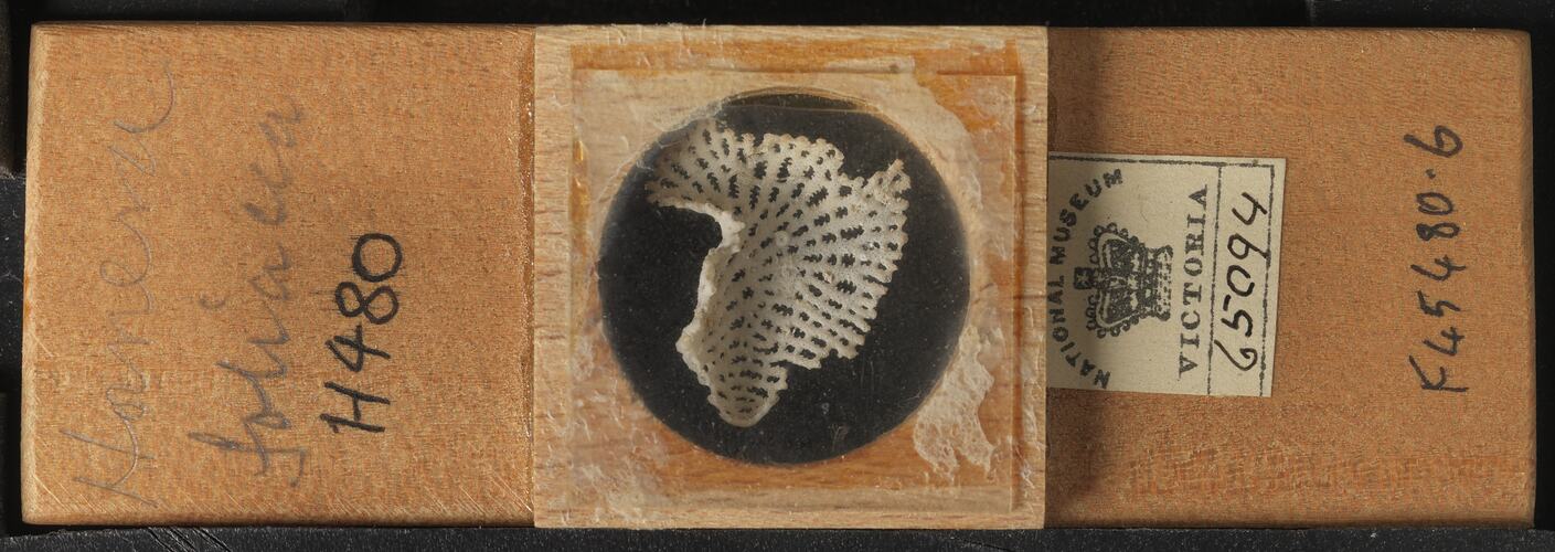 Bryozoan specimen in wooden microslide with handwritten labels.
