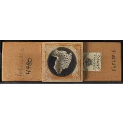 Bryozoan specimen in wooden microslide with handwritten labels.