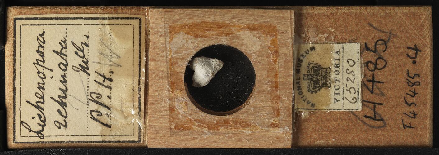 Bryozoan specimen in wooden microslide with handwritten labels.