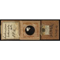 Bryozoan specimen in wooden microslide with handwritten labels.