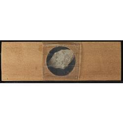 Underside of wooden microslide containing bryozoan specimen,