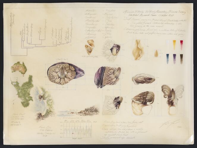 Illustration - "Dragon Barnacle", Mali Moir, 2012 [BA 9122]