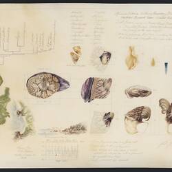 Watercolour illustration and descriptive notes on vellum - 'Dragon Barnacle', Mali Moir, Wilsons Promontory, Victoria, 2011