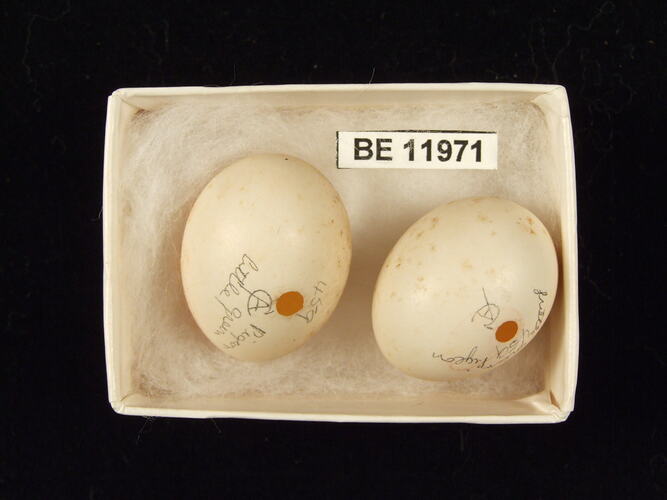Two bird eggs with specimen label in box.