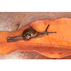 Orange-brown semi-slug on orange leaf.