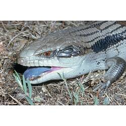 Cream-grey lizard with blue tongue.
