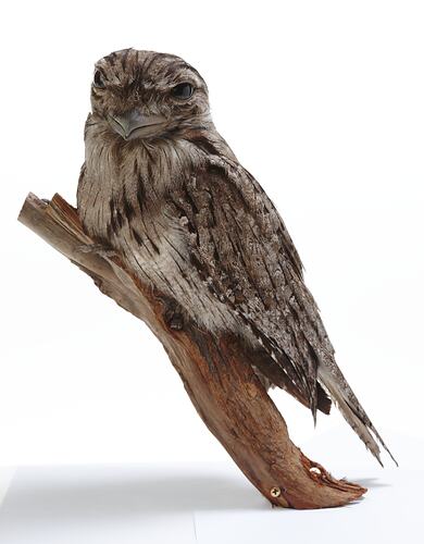Taxidermied brown bird on branch.