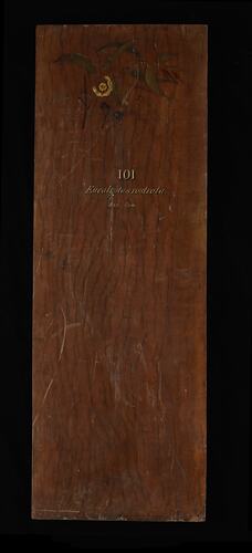 Timber Sample - Red Gum, Eucalyptus camaldulensis, Victoria, 1885