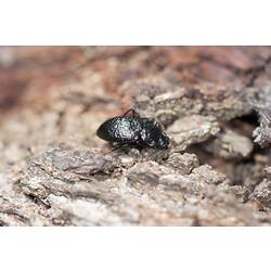 Family Tenebrionidae, darkling beetle. Paradise Beach, Victoria.