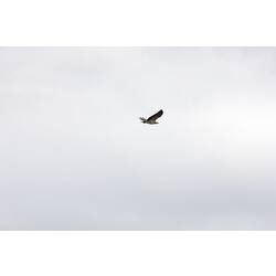 <em>Haliaeetus leucogaster</em>, White-bellied Sea-eagle, juvenile. Gippsland, Victoria.