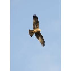Brown kite in flight, wings spread, viwed from below.