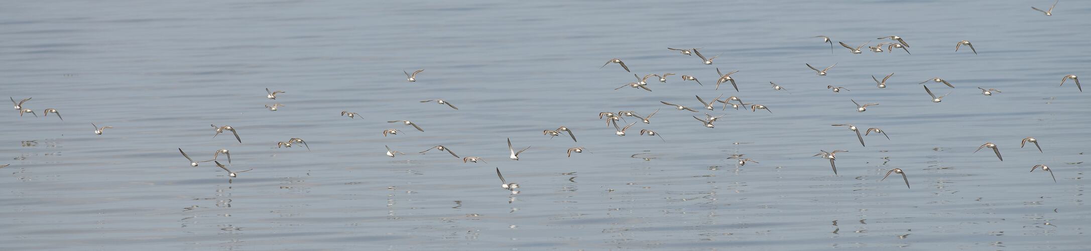 Many white birds in flight over water.