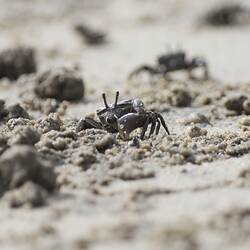 Dark crab on sand.