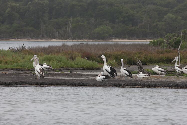 <em>Pelecanus conspicillatus</em>, Australian Pelican. Gippsland Lakes, Victoria.
