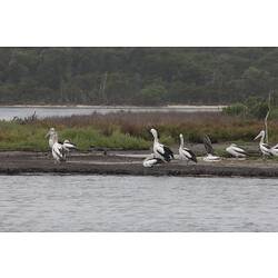 <em>Pelecanus conspicillatus</em>