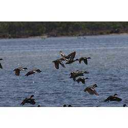 <em>Anas castanea</em>