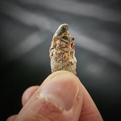 Fossil whale tooth held between person's fingers.