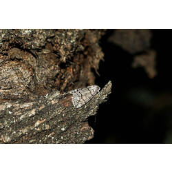 <em>Dysbatus singularis</em>, moth. Murray Explored Bioscan.