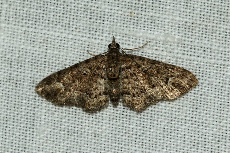<em>Chloroclystis testulata</em>, moth. Murray Explored Bioscan.