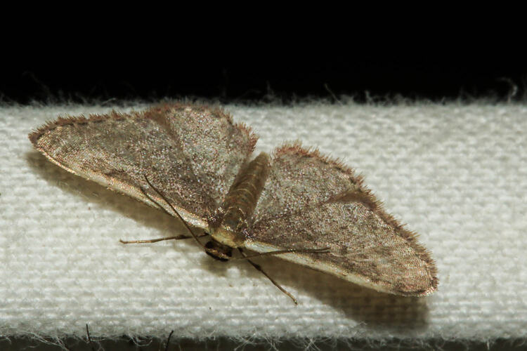 <em>Idaea costaria</em>, White-edged Wave Moth. Murray Explored Bioscan.