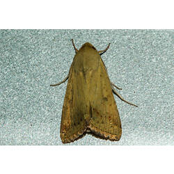 <em>Helicoverpa punctigera</em>, Australian Bollworm Moth. Murray Explored Bioscan.