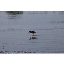 <em>Haematopus longirostris</em>, Pied Oystercatcher. Gippsland, Victoria.