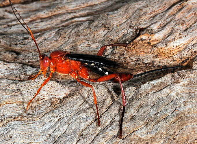 <em>Lissopimpla excelsa</em>, Orchid Dupe Wasp. Neds Corner, Victoria.