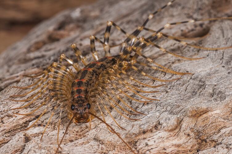 <em>Allothereua maculata</em>, House Centipede. Neds Corner, Victoria.