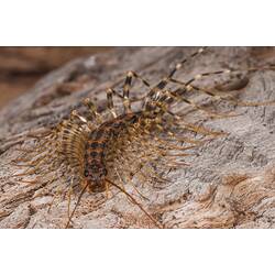 <em>Allothereua maculata</em>, House Centipede. Neds Corner, Victoria.