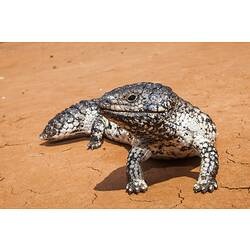 Squat lizard on reddish ground.