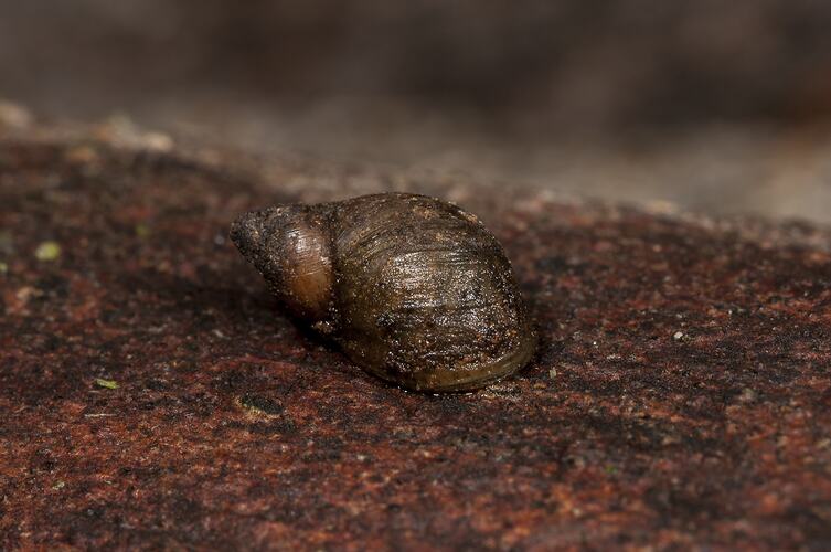 Brown snail shell.