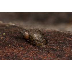 Brown snail shell.