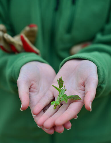 Pair of hands cradling a small plant.
