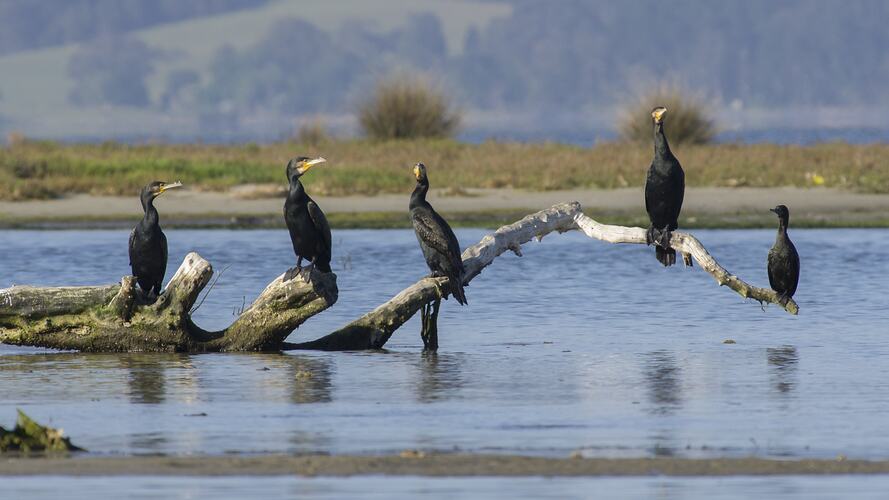 Five cormorants sitting on partially submerged branch.