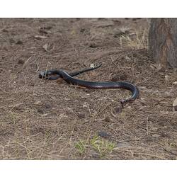 Red-bellied black snake.