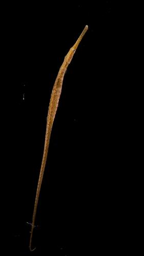 Wide-bodied Pipefish.