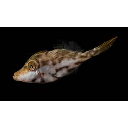 Brown and white fish on black background.