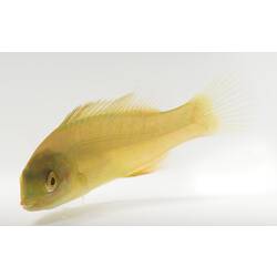 Yellow fish on white background.