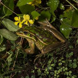 Green and Golden Bell Frog.