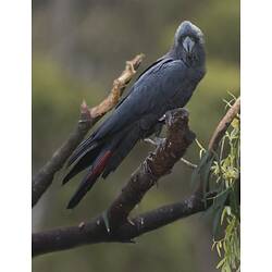 Red-tailed Black Cockatoo.
