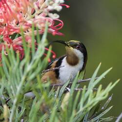 Long-beaked bird feeding from flower.