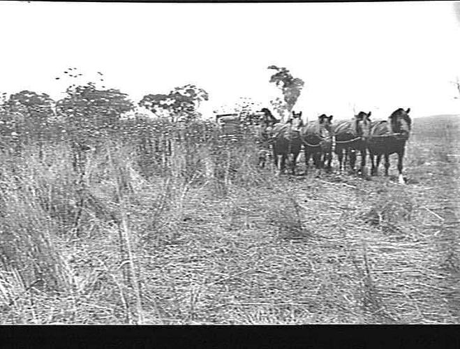 [EDITED FROM ACCOMPANYING LETTER]: `GRAYFIELD', KELVIN, GUNNEDAH. MR. PERRETT. [LETTER DESCRIBES HOW A DAMAGED & FLATTENED CROP WAS HARVESTED WITH A `SUNLIGHT' HEADER, WHEN PREVIOUSLY SUCH A CROP WAS BURNT BECAUSE IT WAS `NOT POSSIBLE TO HARVEST'. 15 PHOT