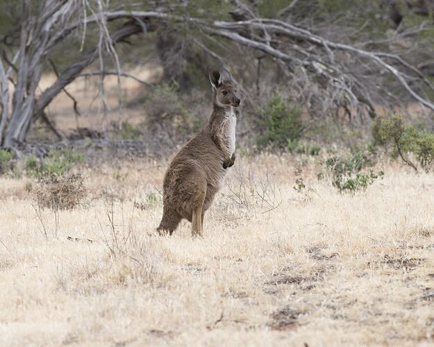 Kangaroo standing on hindlegs.