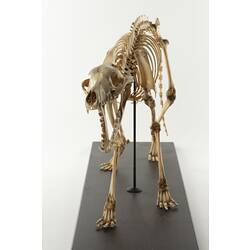 Front view of articulated thylacine skeleton.